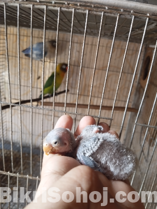 Lovebird pair with baby